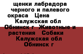 щенки лабрадора черного и палевого окраса › Цена ­ 15 000 - Калужская обл., Обнинск г. Животные и растения » Собаки   . Калужская обл.,Обнинск г.